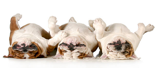 istock Three bull dogs laying on their backs napping 164164516