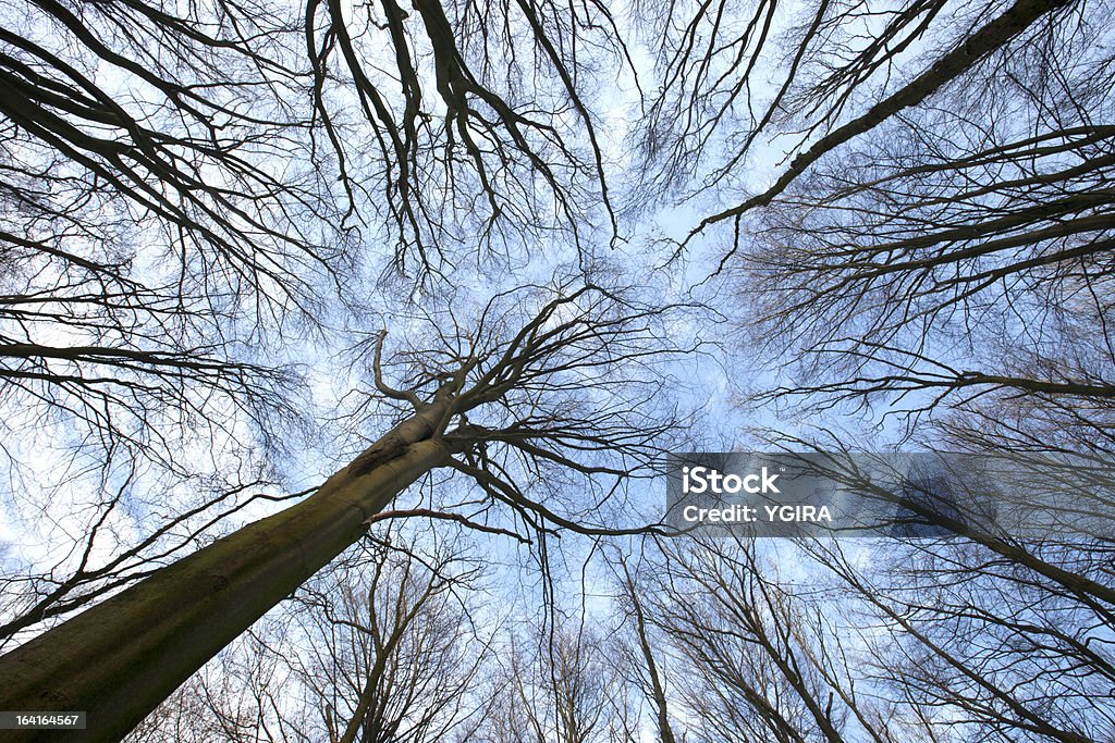 Naked floresta - Foto de stock de Azul royalty-free