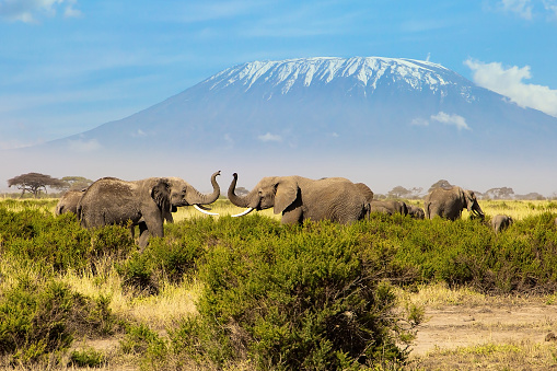 Two huge elephants fight with tusks. Savannah with dry grass in Amboseli Park. The highest mountain in Africa. Kilimanjaro, with a cap of eternal snows on top.