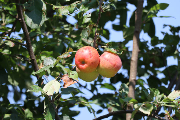 나무의 사과 여름철 - royal gala apple 뉴스 사진 이미지