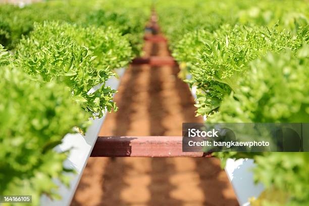 水栽培野菜 - アジア大陸のストックフォトや画像を多数ご用意 - アジア大陸, オーガニック, カラフル