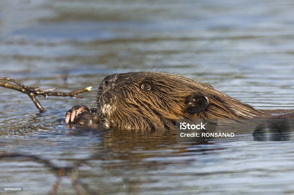 Beaver - Lizenzfrei Alaska - US-Bundesstaat Stock-Foto