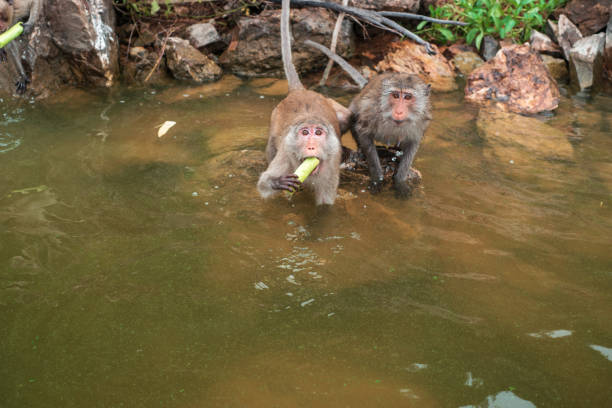 The monkey is walking and eating on the rock at reservior.