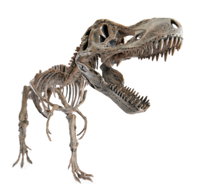 Tyrannosaurus rex skeleton isolated on white backgrond