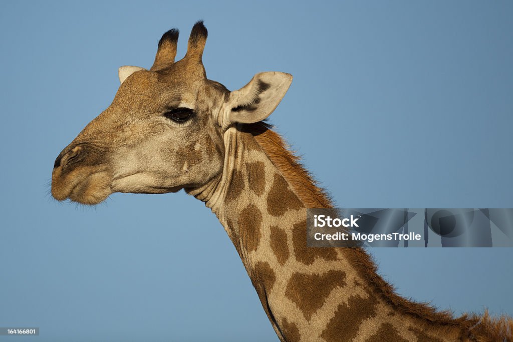 Wild jirafa primer plano - Foto de stock de Aire libre libre de derechos