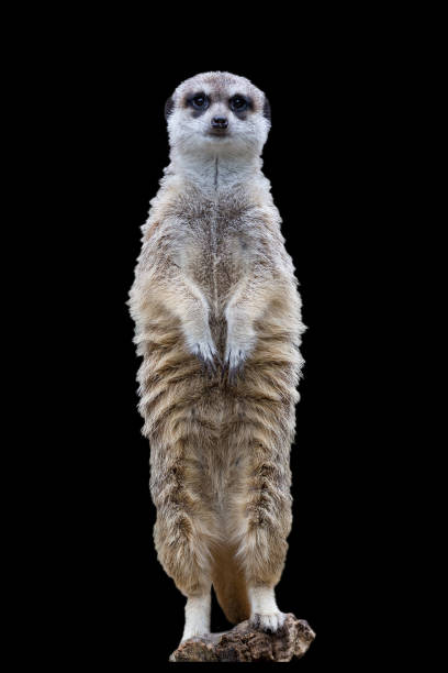 istock Meerkat on a black background 1641668816
