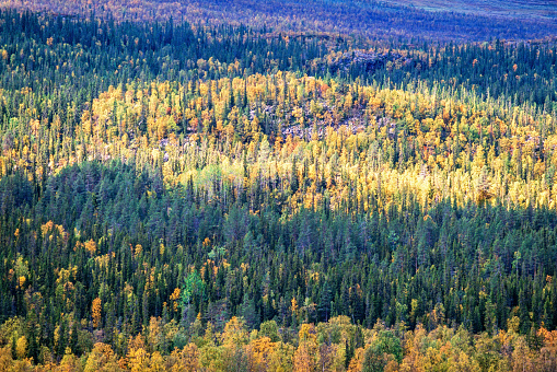 Aerial view at a sunspot in a coniferous forest at autumn