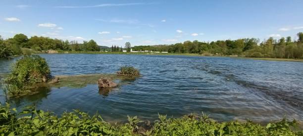 istock A calm lake with a dense forest and a blue sky with scattered white cumulus clouds 1641670352