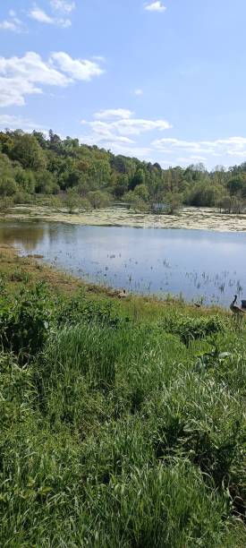 istock A calm lake with a dense forest and a blue sky with scattered white cumulus clouds 1641671420