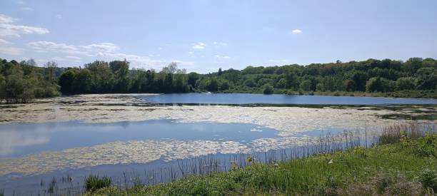 istock A calm lake with a dense forest and a blue sky with scattered white cumulus clouds 1641671750