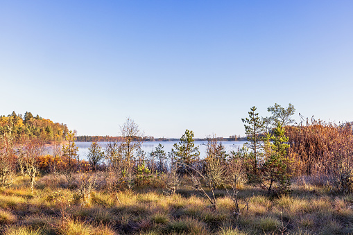 Lakeshore at a bog in autumn