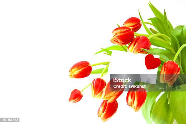 Colorful Spring Tulips Stock Photo - Download Image Now - Beauty In Nature, Colors, Cut Out