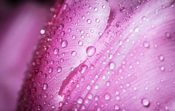 istock Water drop on pink petals. 164168139