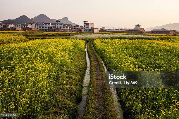 Photo libre de droit de Champ De Fleurs Du Viol Printemps Paysage Champêtre Chine banque d'images et plus d'images libres de droit de Champ