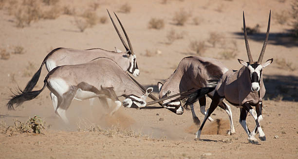 istock Gemsbok oryxes fighting in the Kalahari Desert 164168201