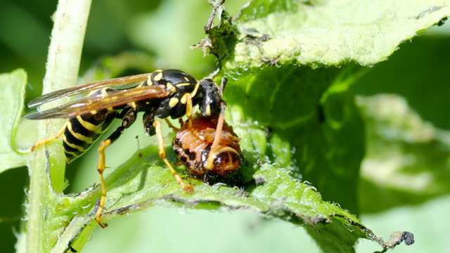 Wasp eats a worm in 4K VIDEO. Close-up.