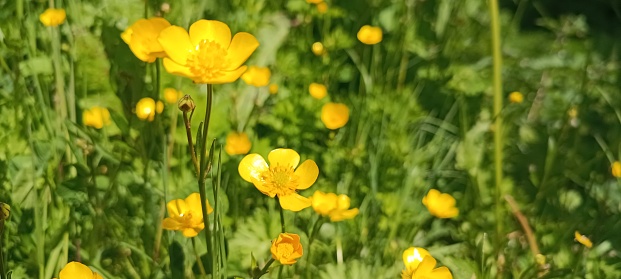 Close-up of Ranunculus repens, the creeping buttercup, is a flowering plant in the buttercup family Ranunculaceae, in the garden.