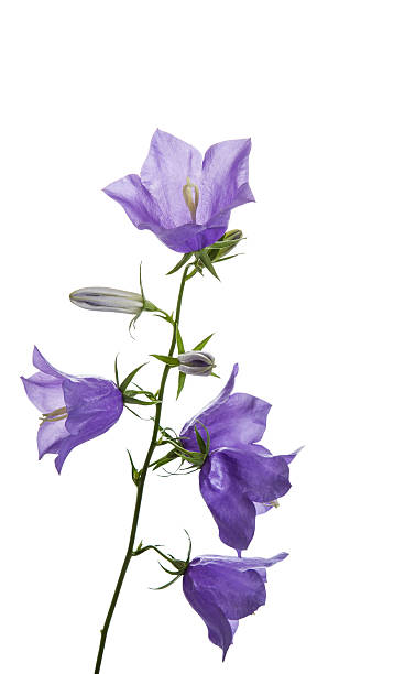 istock Wild Purple Flowers on White Background 164168392
