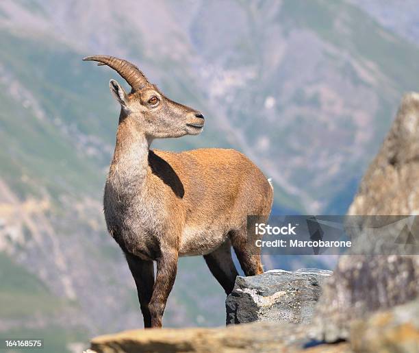 Alpine Ibex Capricorn Stock Photo - Download Image Now - Alpine Ibex, Animal, Animal Body Part