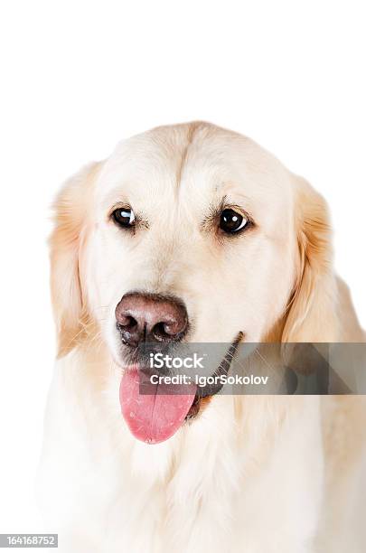 Labrador Retriever È Isolato Su Sfondo Bianco - Fotografie stock e altre immagini di Allegro - Allegro, Animale, Animale da compagnia