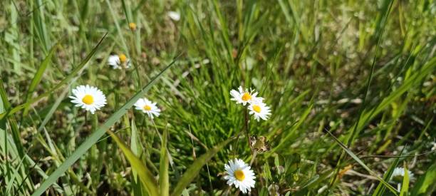 istock Blooming daisies (Bellis perennis) in a meadow 1641697845