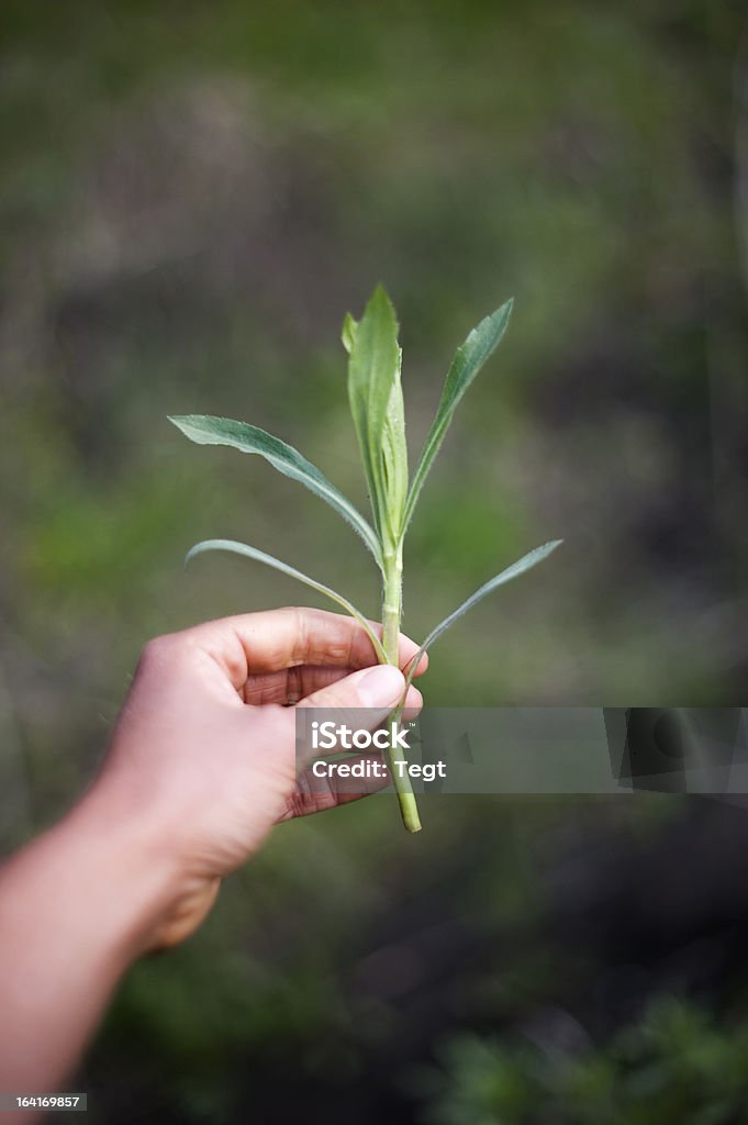 Ernten - Lizenzfrei Arbeiten Stock-Foto