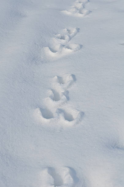 istock Traces of a hare on the snow 164169861