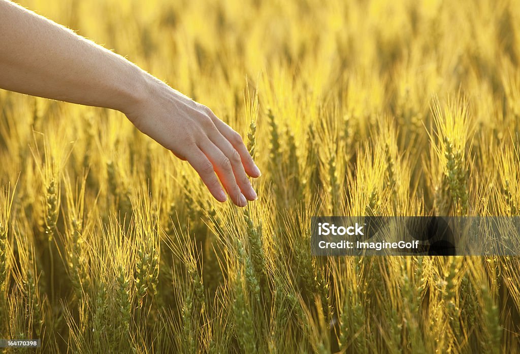 Mão no trigo dourado - Royalty-free Estilo de Vida Foto de stock