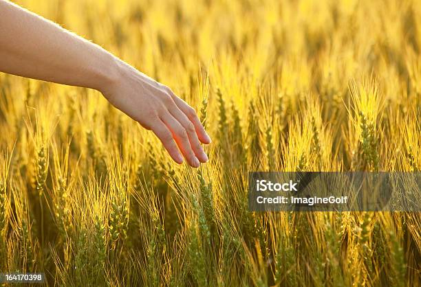 Mão No Trigo Dourado - Fotografias de stock e mais imagens de Estilo de Vida - Estilo de Vida, Adulto, Agricultura