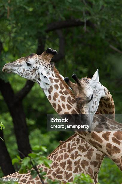 Giraffen In Afrika Stockfoto und mehr Bilder von Afrika - Afrika, Botsuana, Ebene