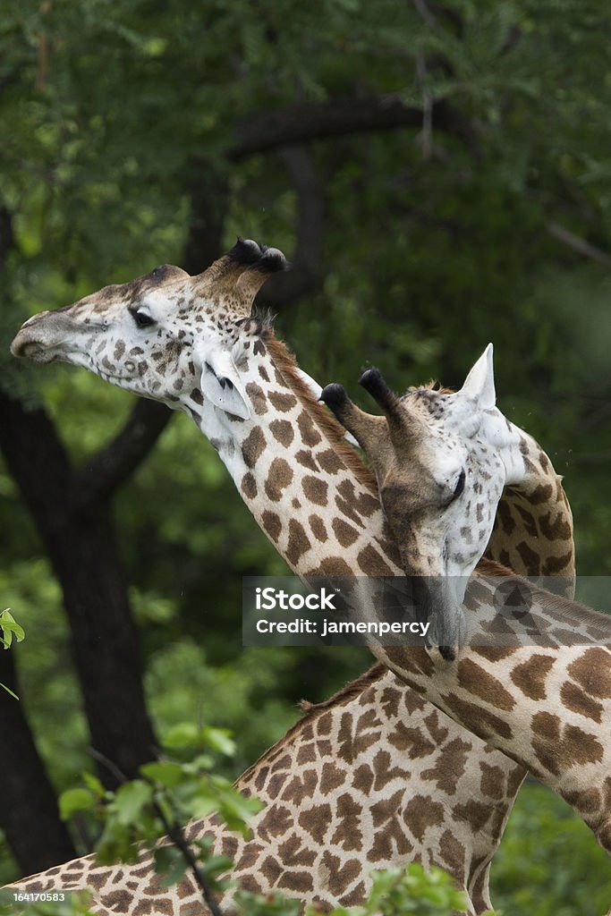 Giraffe in Africa - Foto stock royalty-free di Africa