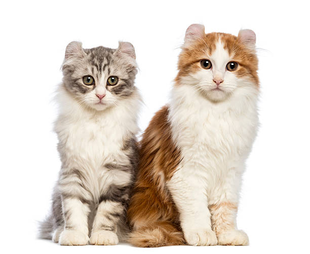 istock Two American Curl kittens, 3 months old, sitting 164170701