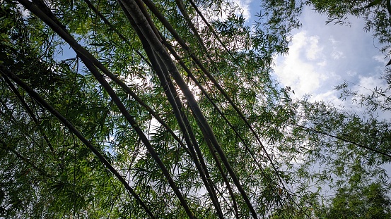 low angle view shooting technique, thick bamboo trees and bright shining sky