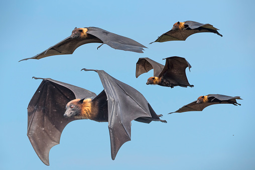 Lyle's flying fox flying on blue sky, big bats