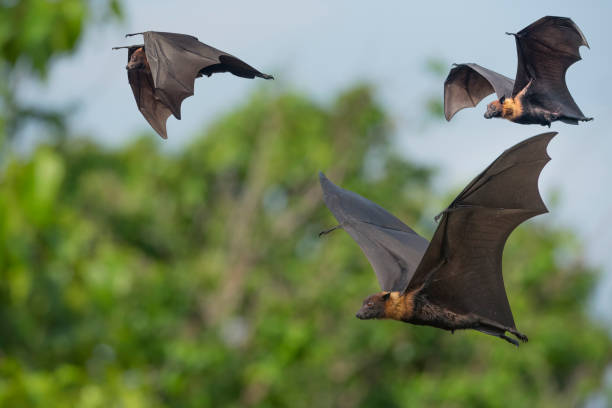 istock Lyle's flying fox flying on blue sky, big bats 1641709101