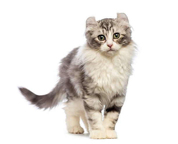 istock American Curl kitten, 3 months old, looking at the camera 164170982