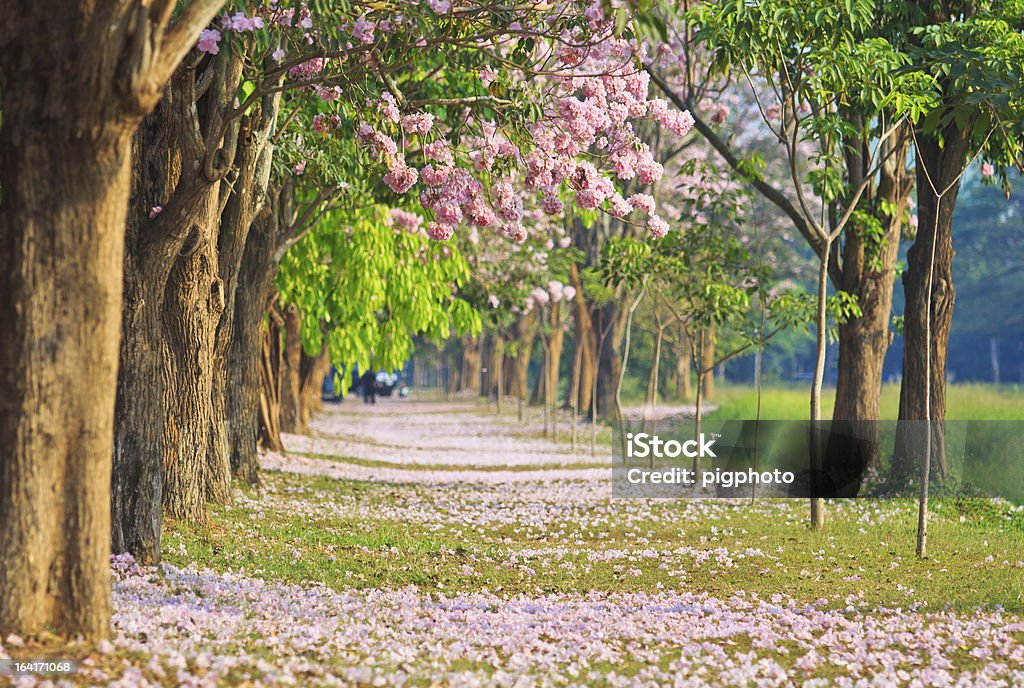 Tabebuia rosea Tabebuia rosea Pink flowers Beauty In Nature Stock Photo