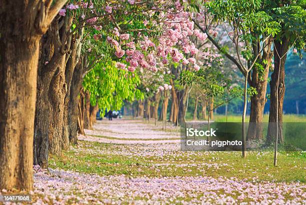 Tabebuia Rosea Stock Photo - Download Image Now - Beauty In Nature, Flower, Horizontal