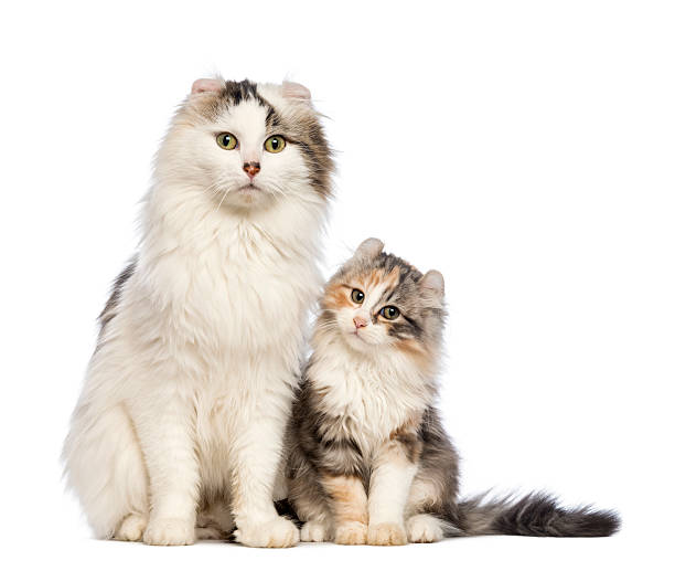 istock American Curl kitten, 3 months old, sitting with its mum 164171364