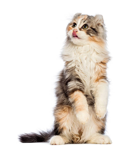 american curl gattino, 3 mesi di età, in piedi sulla parte posteriore della gamba - animal tongue foto e immagini stock