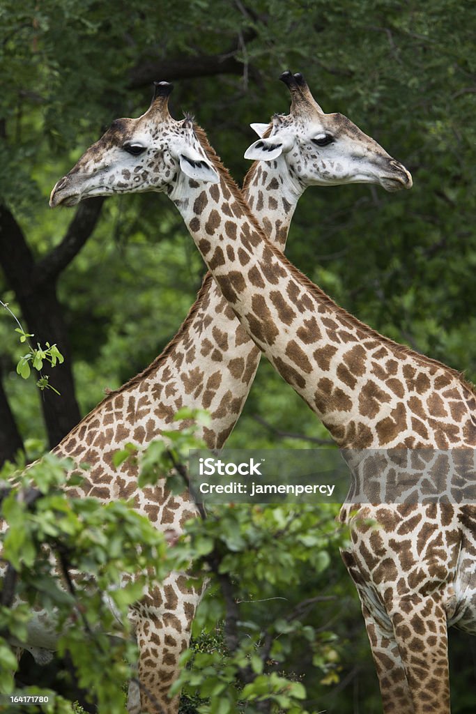 Girafes en Afrique - Photo de Afrique libre de droits