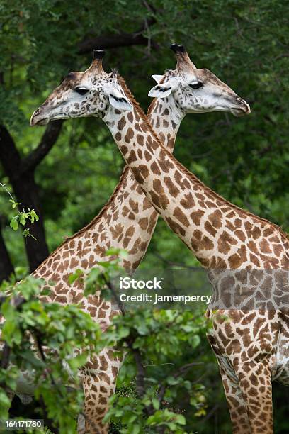 Photo libre de droit de Girafes En Afrique banque d'images et plus d'images libres de droit de Afrique - Afrique, Amour, Animaux de safari