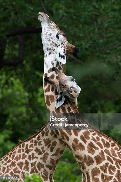 Girafa Da África - Fotografias de stock e mais imagens de Alto - Descrição Física - Alto - Descrição Física, Amor, Animal