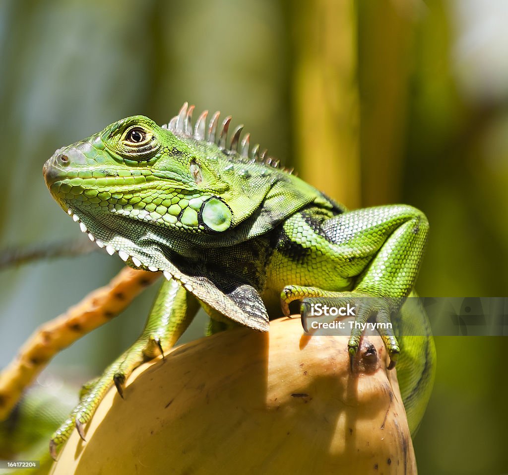Iguana en un coco - Foto de stock de Animal libre de derechos