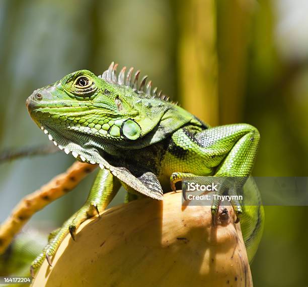 Iguana Na Kokosowy - zdjęcia stockowe i więcej obrazów Dinozaur - Dinozaur, Drzewo, Dzikie zwierzęta