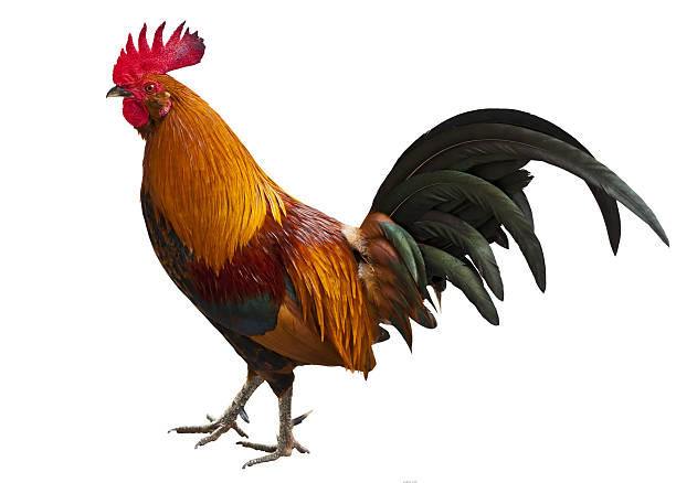 Cuban Rooster A rooster from Cuba cubalaya stock pictures, royalty-free photos & images