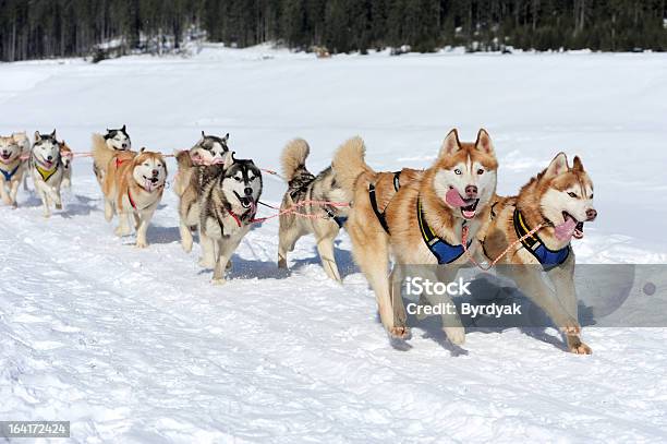 Sibirischer Husky Hund Stockfoto und mehr Bilder von Alaska - US-Bundesstaat - Alaska - US-Bundesstaat, Alaskan Malamute, Arktis