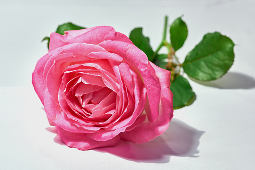 A photo of a beautiful rose