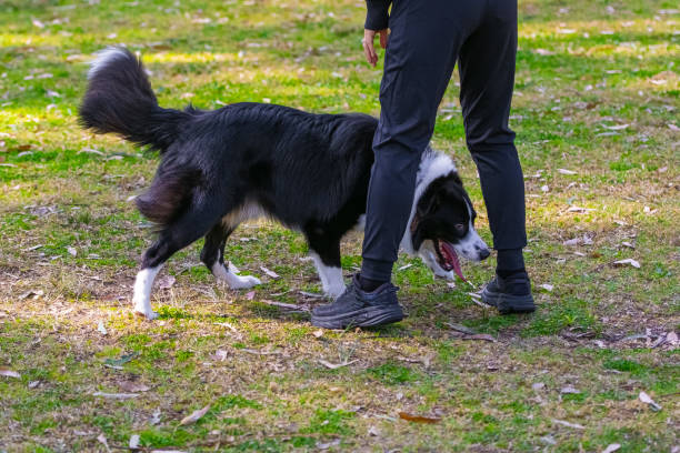 istock Border Collie puppy playing with a lady owner 1641737411