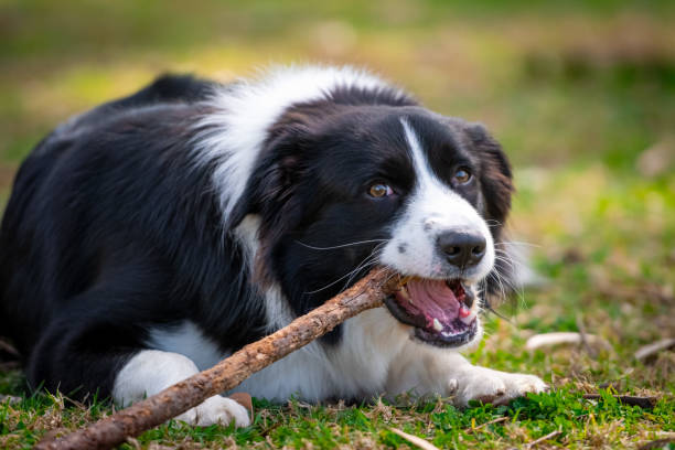 istock Border Collie puppy lying on the grass and chewing a stick 1641737423